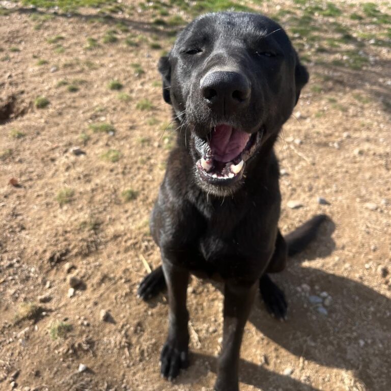 Shelter-DiNoah-Tierschutz-hunde-rettung-vermittlung-bipa4