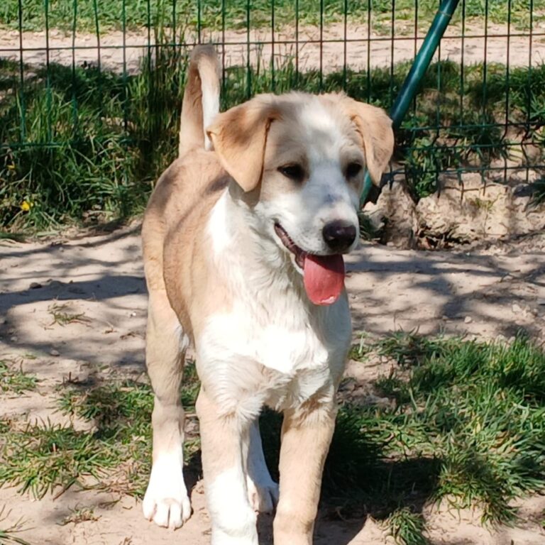Shelter-DiNoah-Hunde-Vermittlung-Dobby_5