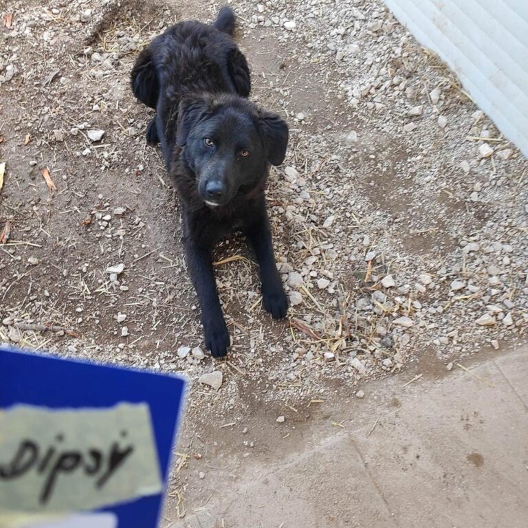 Shelter-DiNoah-Kroatien-Tierschutz-Dipsy