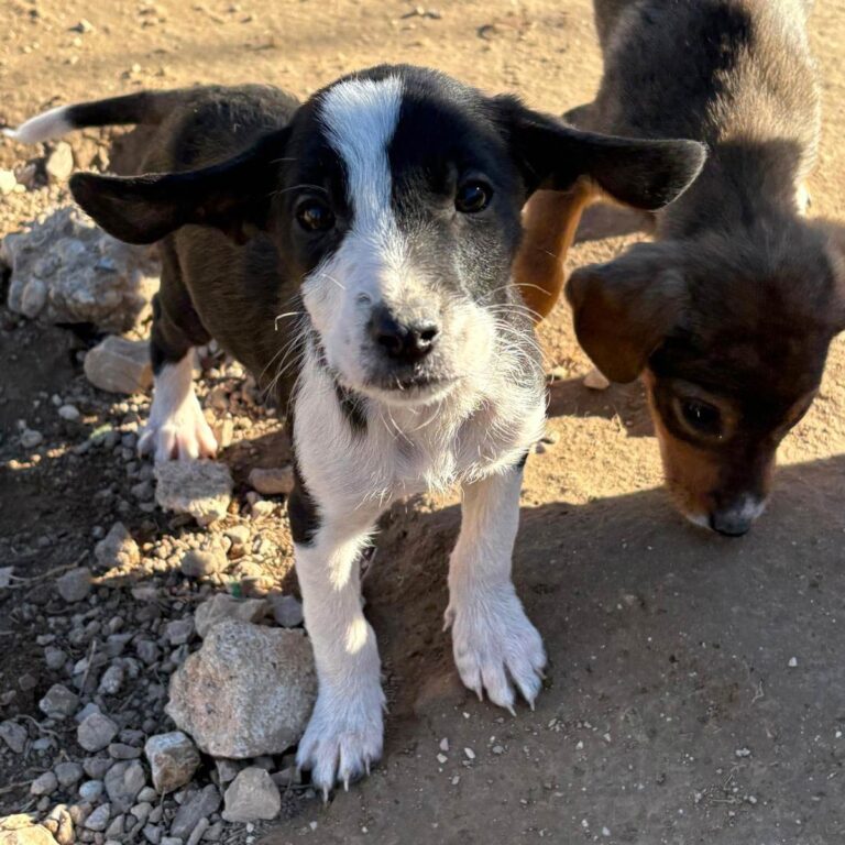 Shelter-DiNoah-Tierschutz-hunde-rettung-vermittlung-Naruto