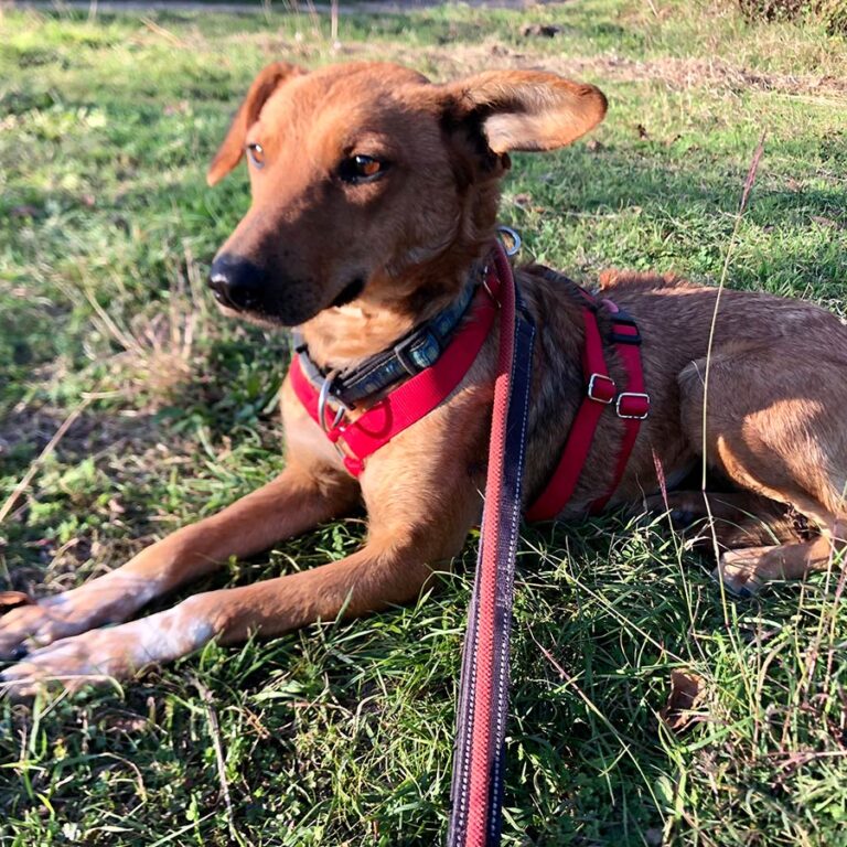 Shelter-DiNoah-Tierschutz-hunde-rettung-vermittlung-Paula1