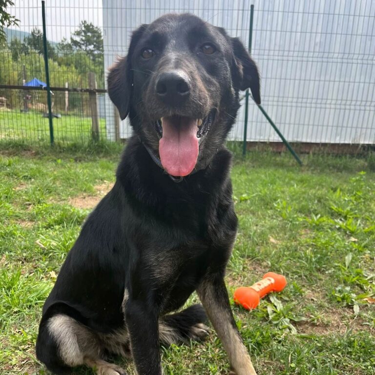 Shelter-DiNoah-Tierschutz-hunde-rettung-vermittlung-Po4