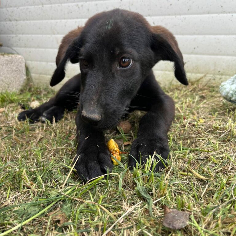 Shelter-DiNoah-Tierschutz-hunde-rettung-vermittlung-olga2