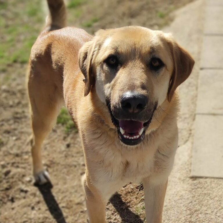 Shelter-DiNoah-Tierschutz-hunde-rettung-vermittlung-visnjo4