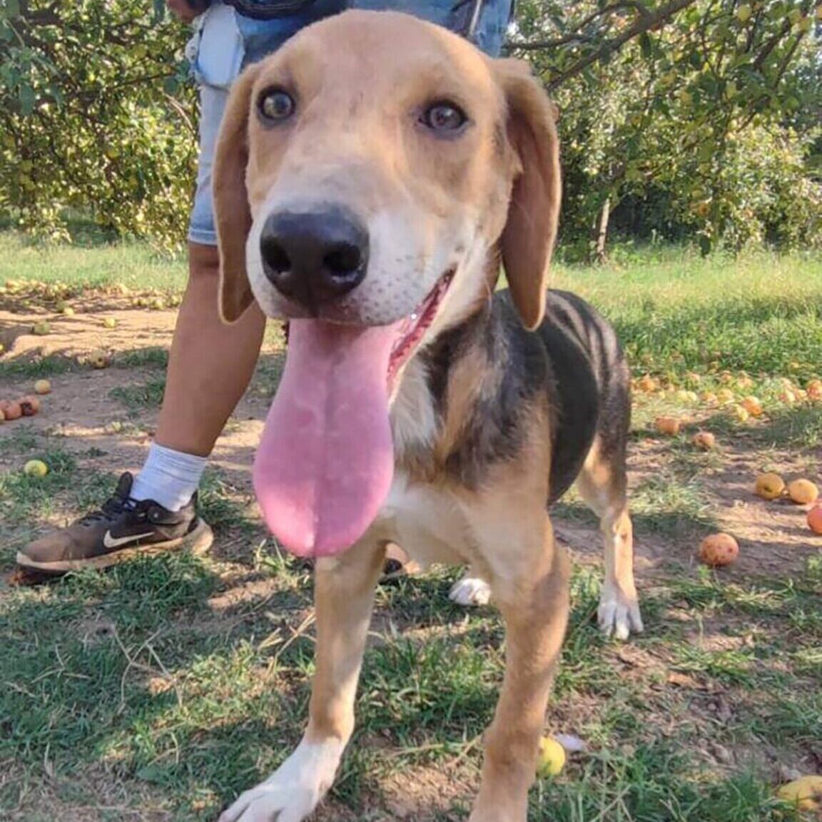Shelter-DiNoah-Tierschutzhunde-Adoption-Lea1-(1)