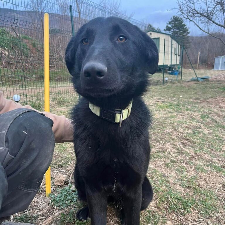 Shelter-DiNoah-Tierschutzhunde-Adoption-MiaC