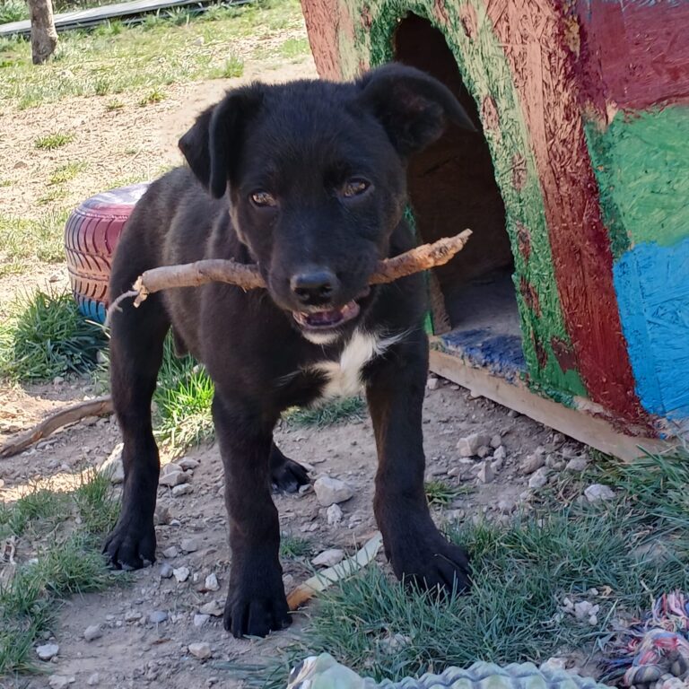 Shelter-Di-Noah-Tierschutz-Hunde-Fabi-1