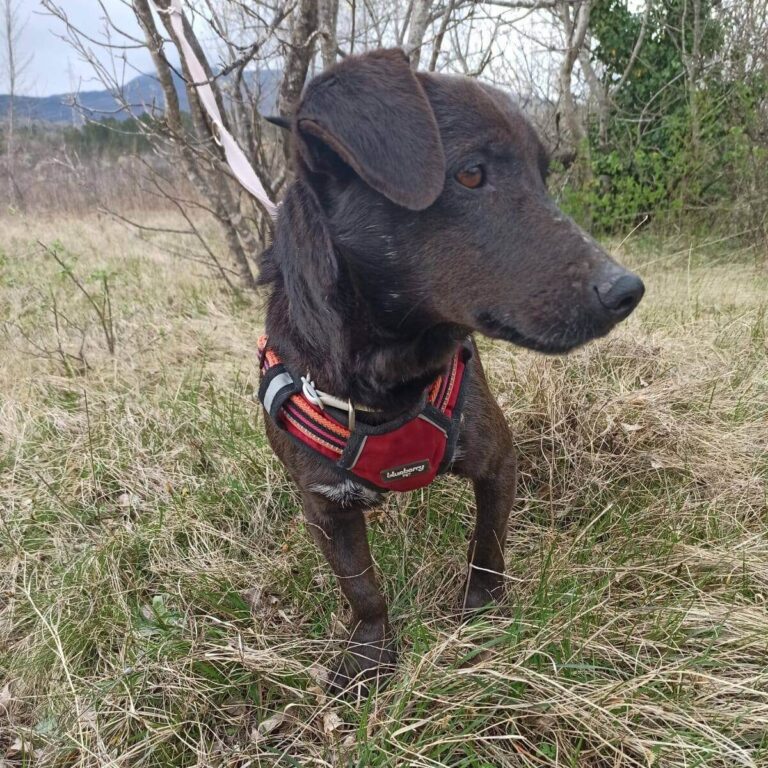 Shelter-DiNoah-Hunde-Vermittlung-Garo-3