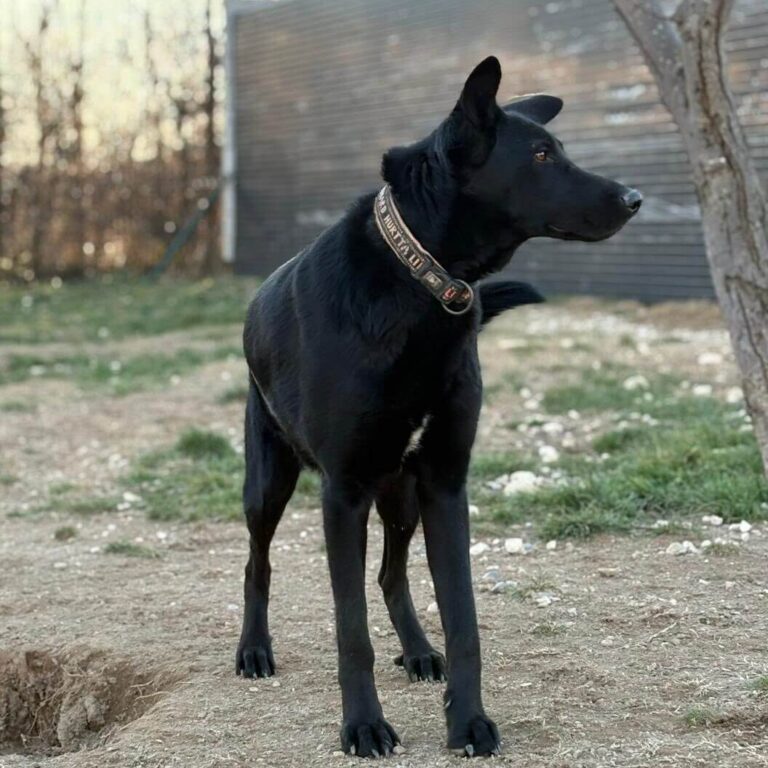 Shelter-DiNoah-Hunde-Vermittlung-Mario-2