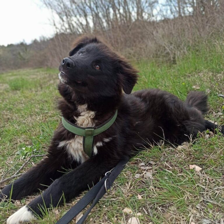 Shelter-DiNoah-Hunde-Vermittlung-Panda-8