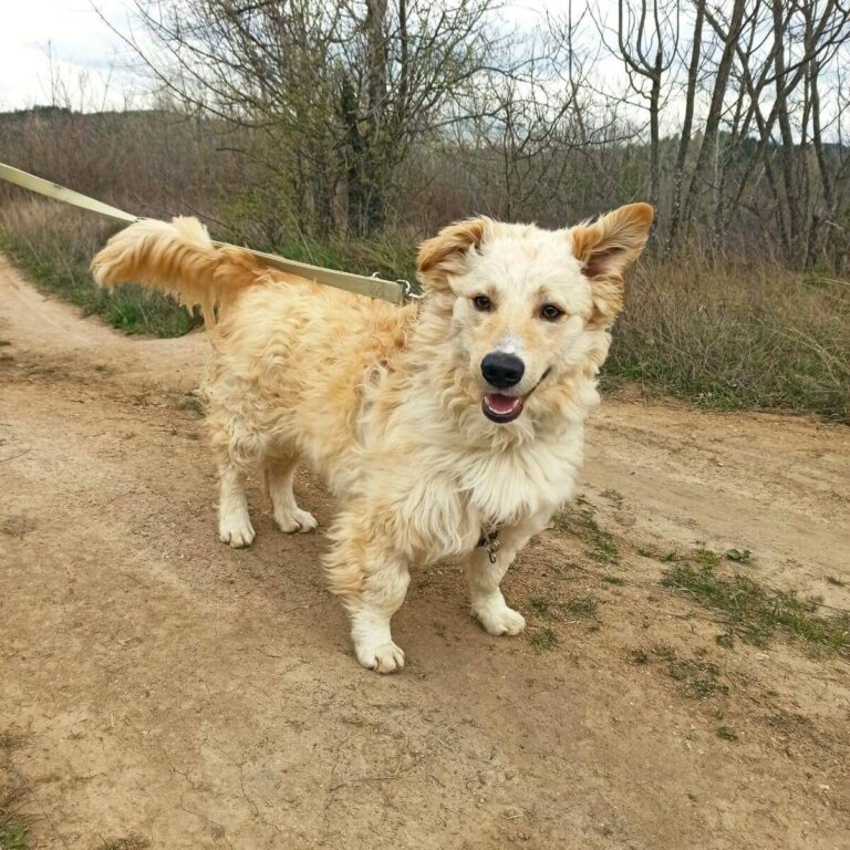 Shelter-DiNoah-Vermittlung-Hunde-Babo-2