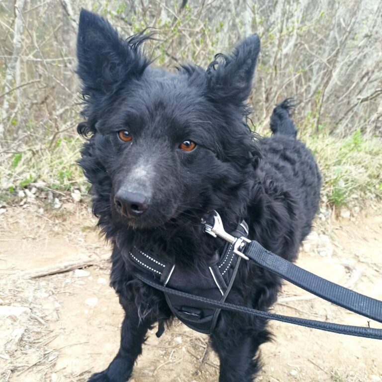 Shelter-DiNoah-Hunde-Vermittlung-Garica-5