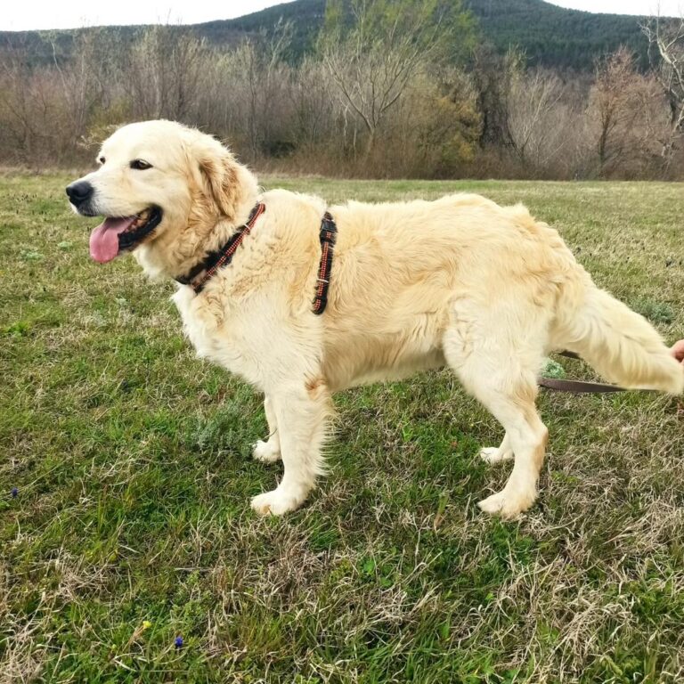Shelter-DiNoah-Hunde-Vermittlung-Bobi-6