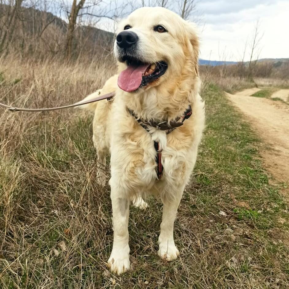 Shelter-DiNoah-Hunde-Vermittlung-Bobi-7