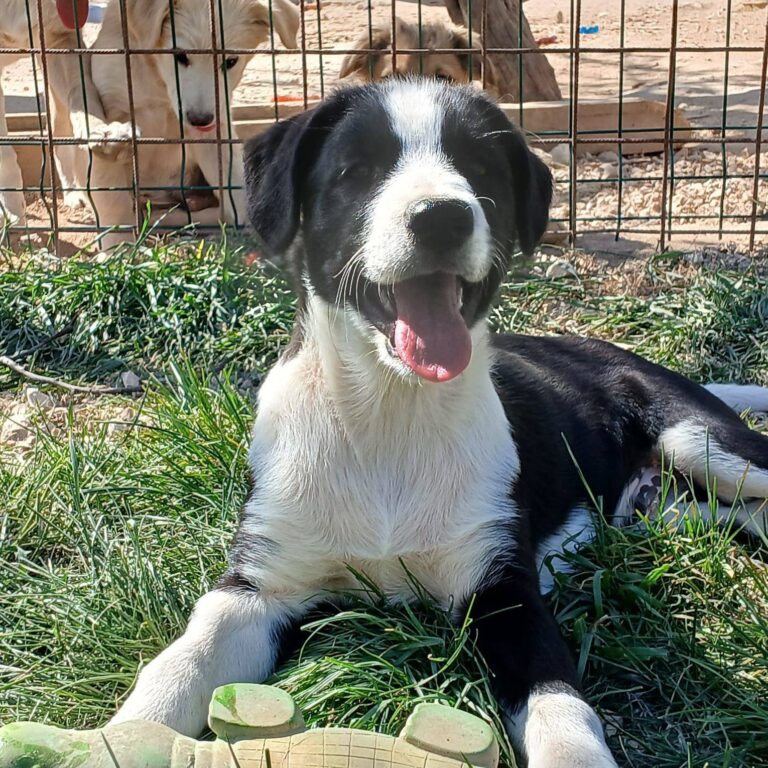 Shelter-DiNoah-Hunde-Vermittlung-Dennis-4
