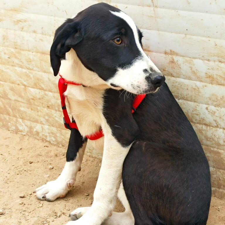 Shelter-DiNoah-Hunde-Vermittlung-Nappa_3