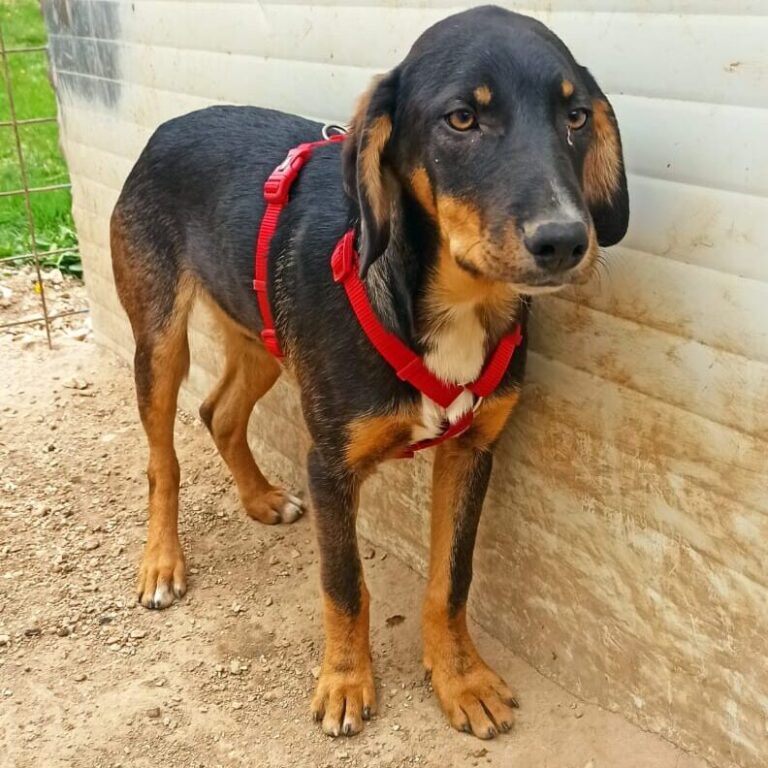 Shelter-DiNoah-Hunde-Vermittlung-Noel_5