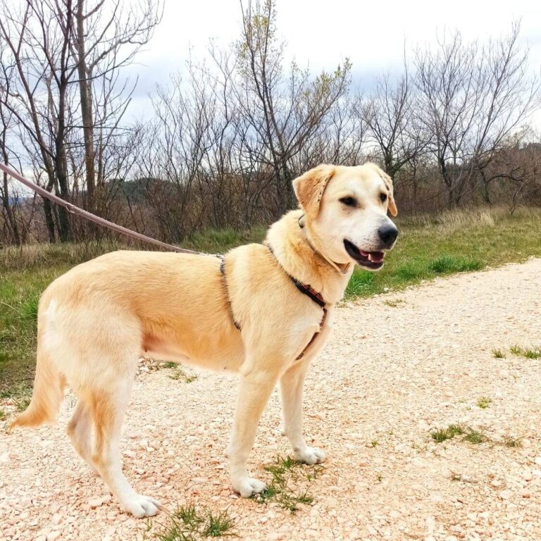 Shelter-DiNoah-Hunde-Vermittlung-Xenia-1