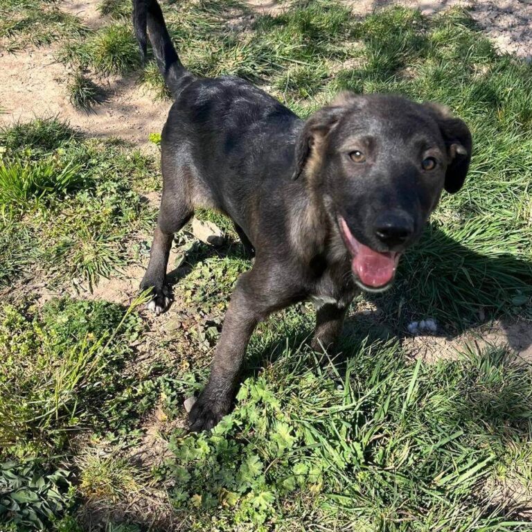Shelter-DiNoah-Hunde-Vermittlung-Darcy-1