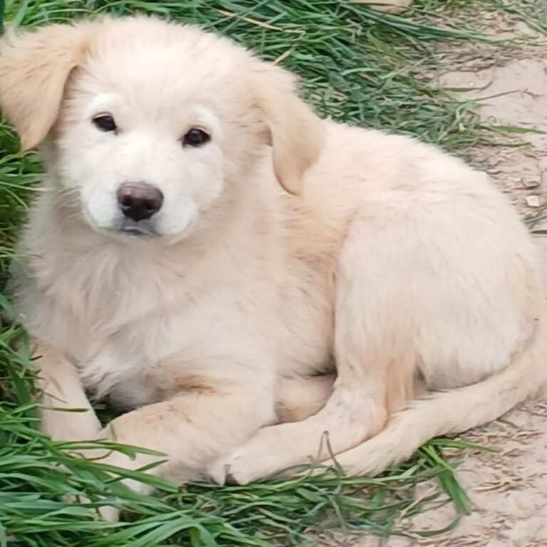 Shelter-DiNoah-Hunde-Vermittlung-Dexter-2