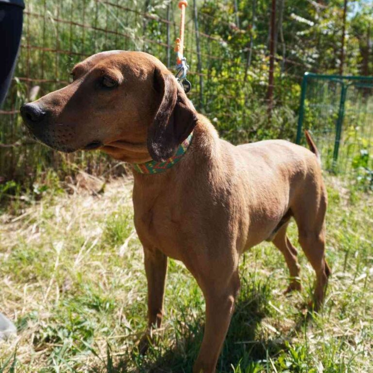 Shelter-DiNoah-Hunde-Vermittlung-Joshi-11