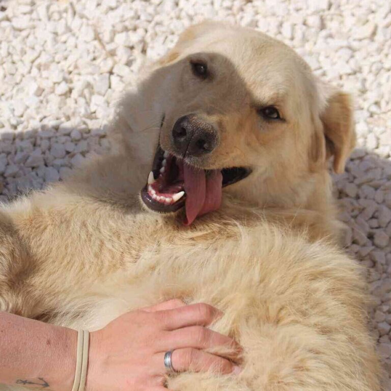 Shelter-DiNoah-Hunde-Vermittlung-Nils-16