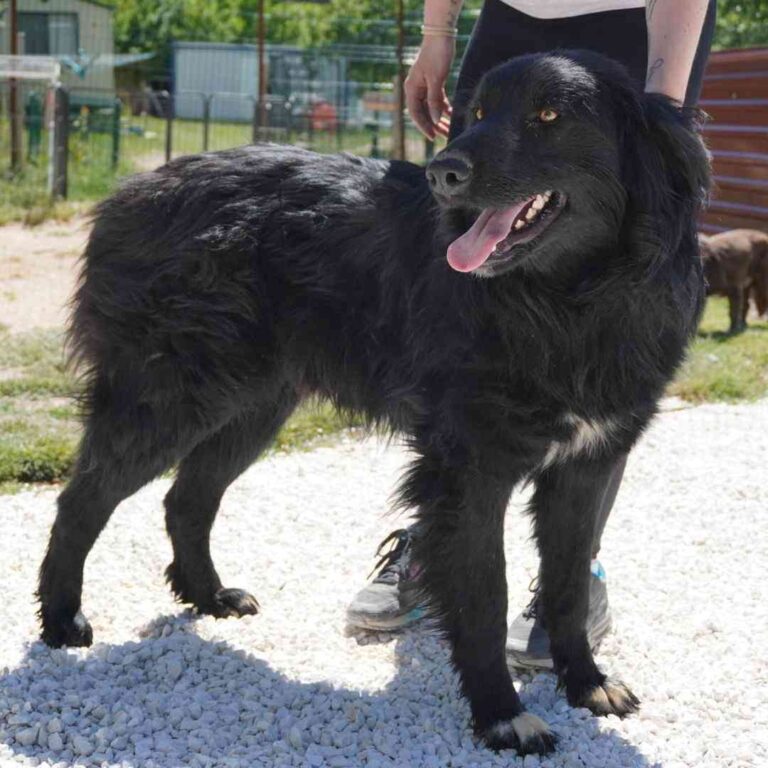 Shelter-DiNoah-Hunderettung-Vermittlung-Onyx-11