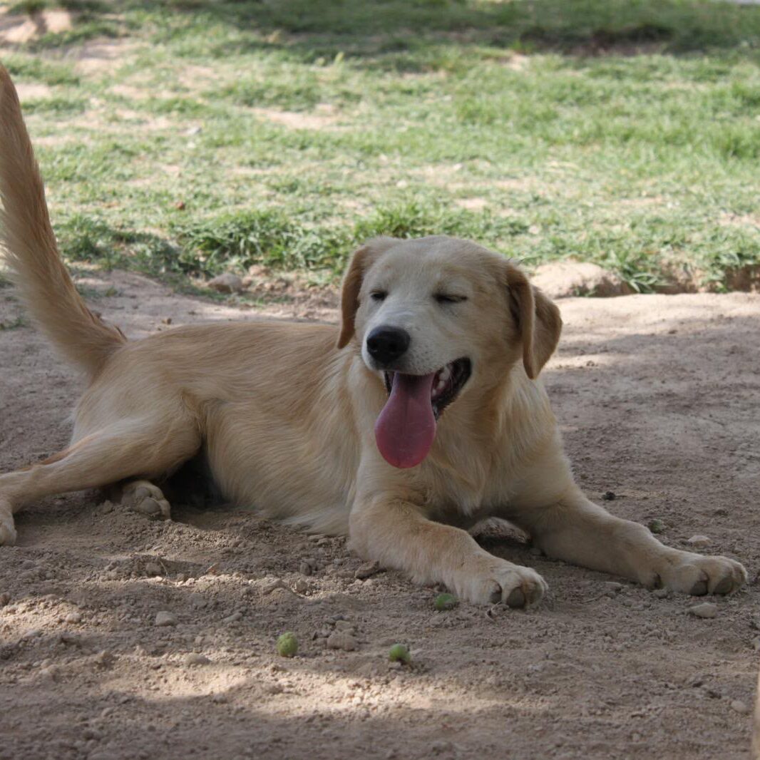 Tierschutz-DiNoah-Vermittlung-Hunde-Dexter (8)