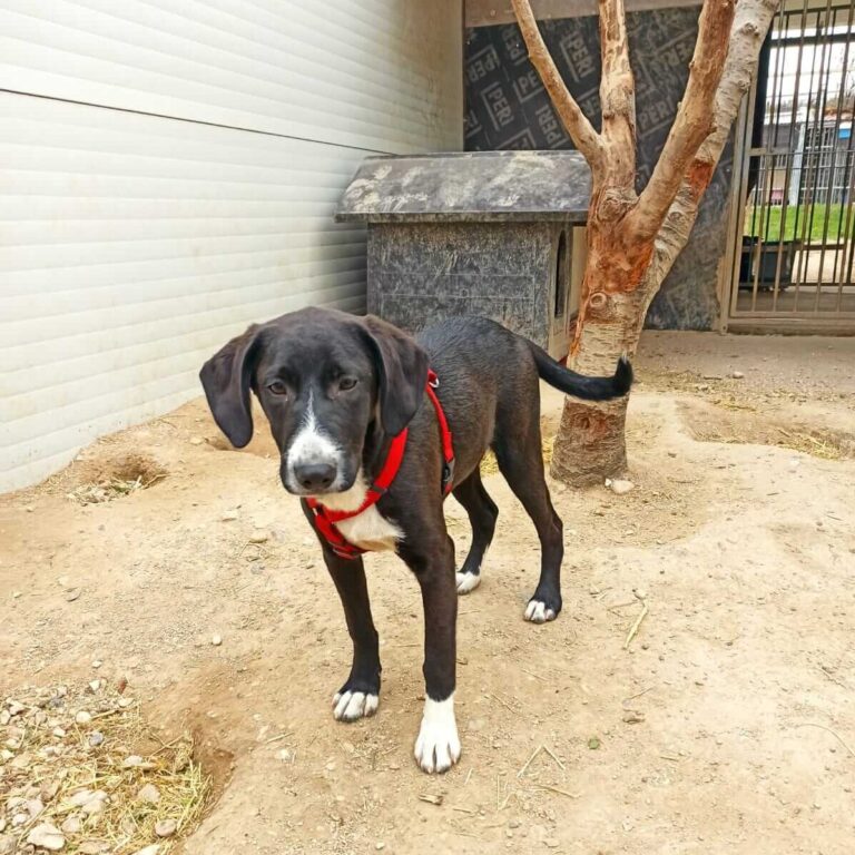 Shelter-DiNoah-Hunde-Vermittlung-Nero-7