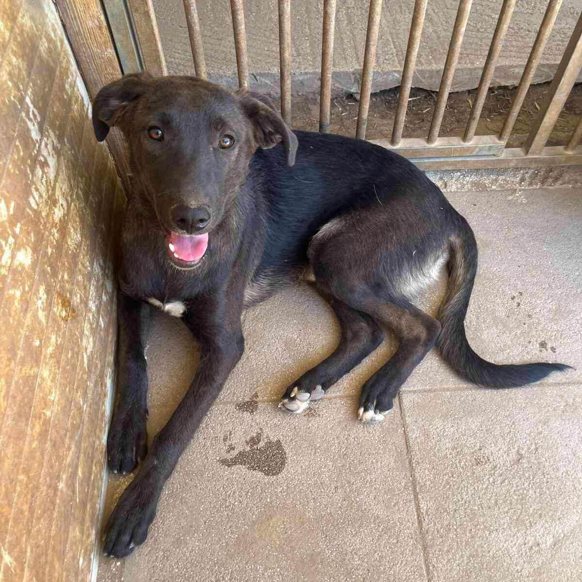 Shelter-DiNoah-Hunde-Vermittlung-Darcy-5