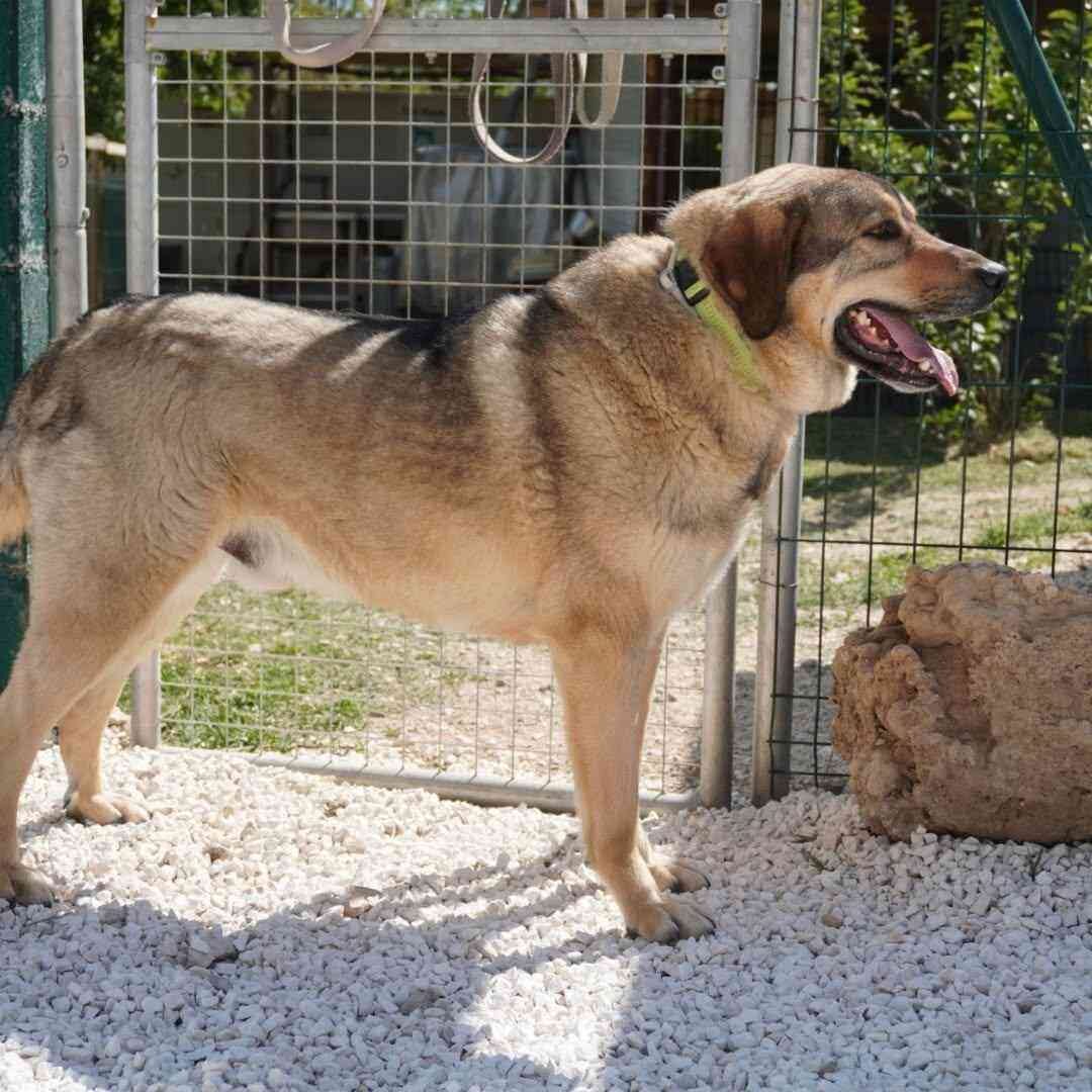 Shelter-DiNoah-Hunderettung-Vermittlung-Kiki_5