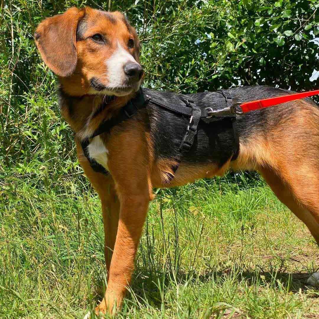 Shelter-DiNoah-Hunderettung-Vermittlung-Kaspar_1