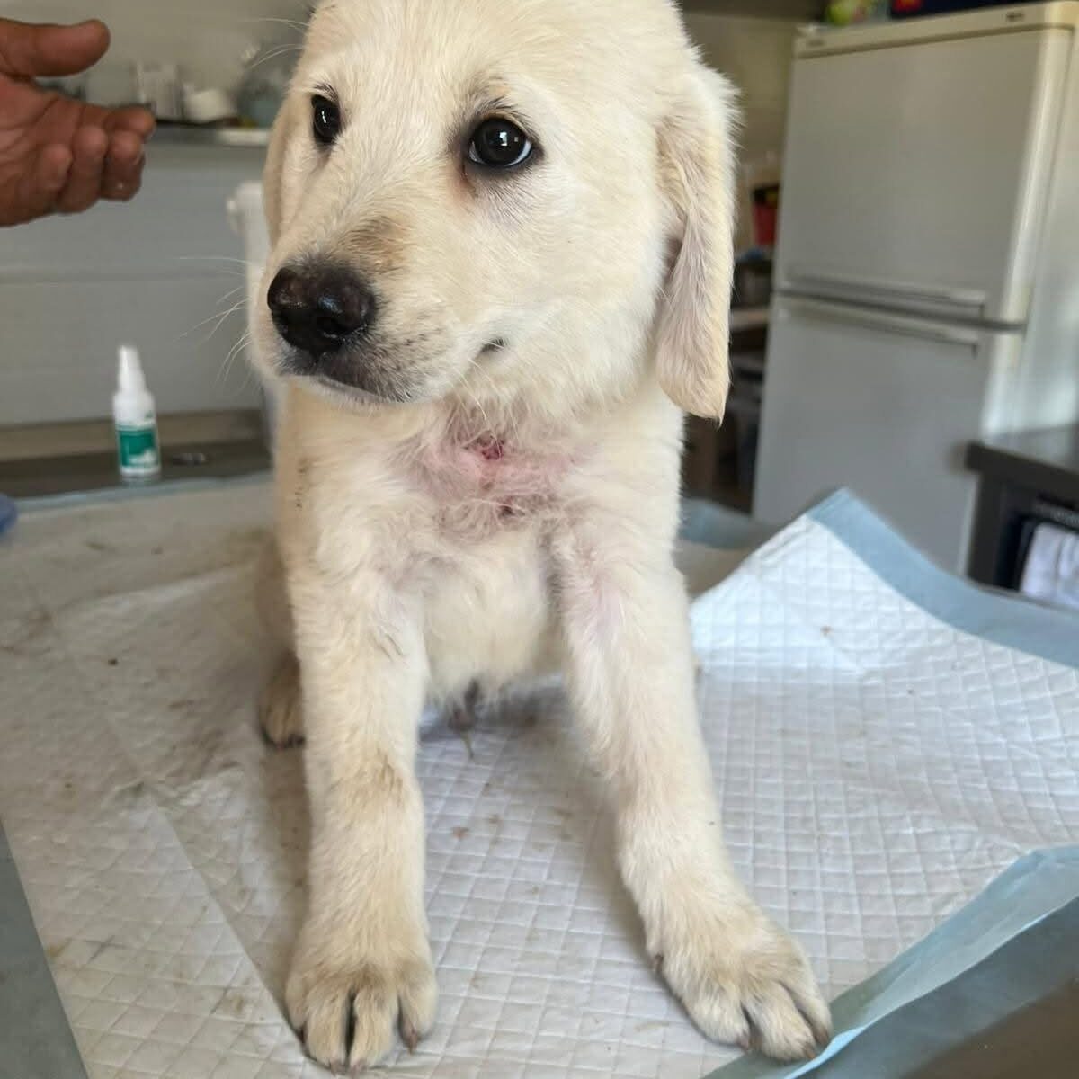 Shelter-DiNoah-Hunde-Vermittlung-Mimi_1