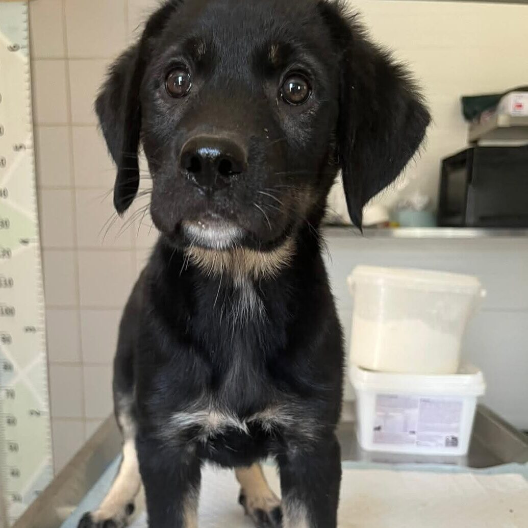 Shelter-DiNoah-Hunde-Vermittlung-Mocca_1