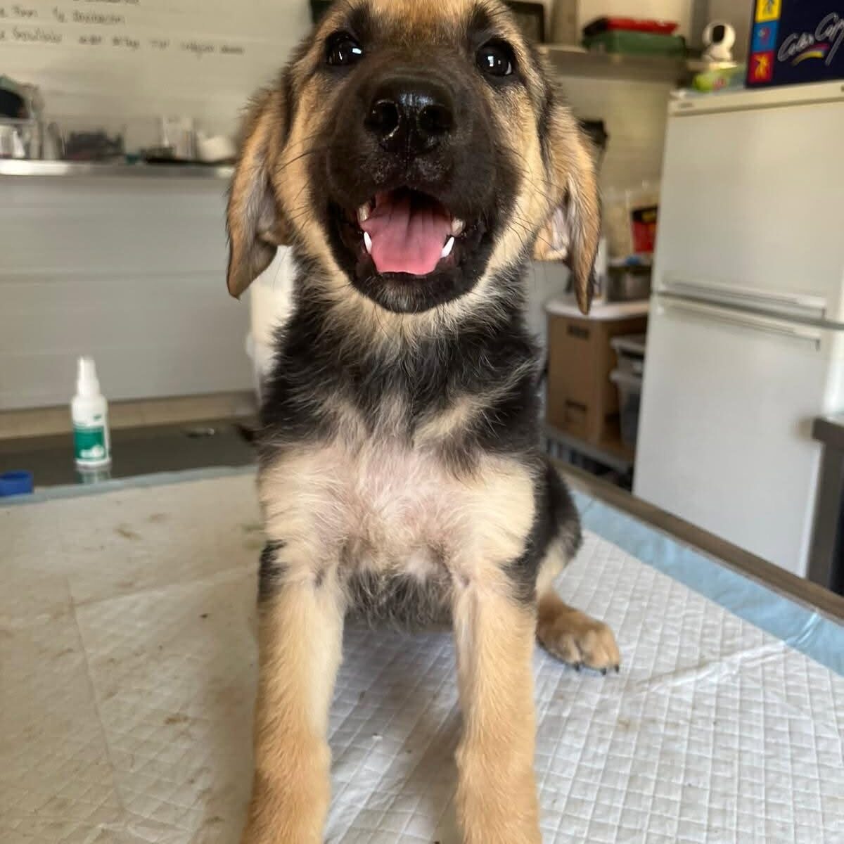 Shelter-DiNoah-Hunde-Vermittlung-Mila_1