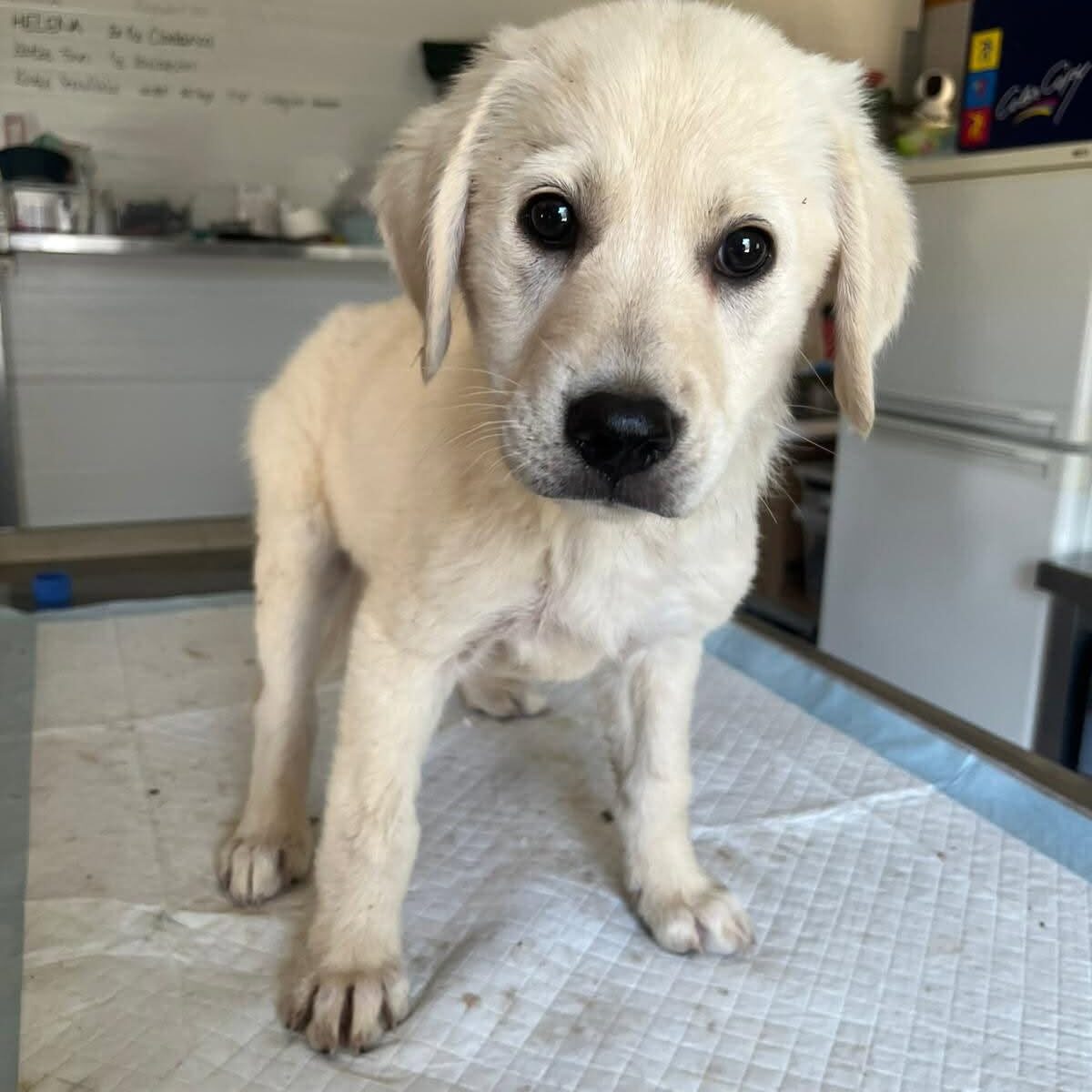 Shelter-DiNoah-Hunde-Vermittlung-Mogli_1