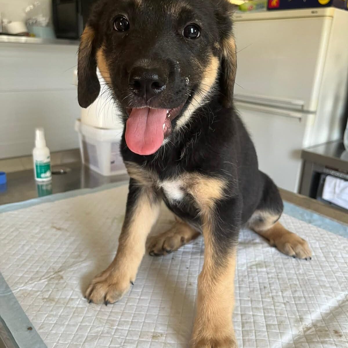 Shelter-DiNoah-Hunde-Vermittlung-Milo_1