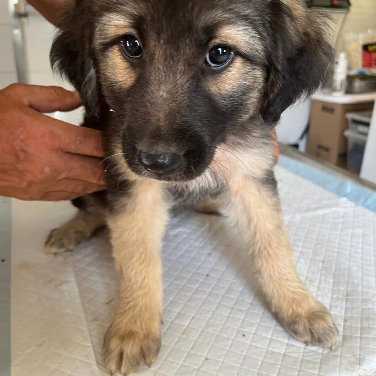 Shelter-DiNoah-Hunde-Vermittlung-Micky-1