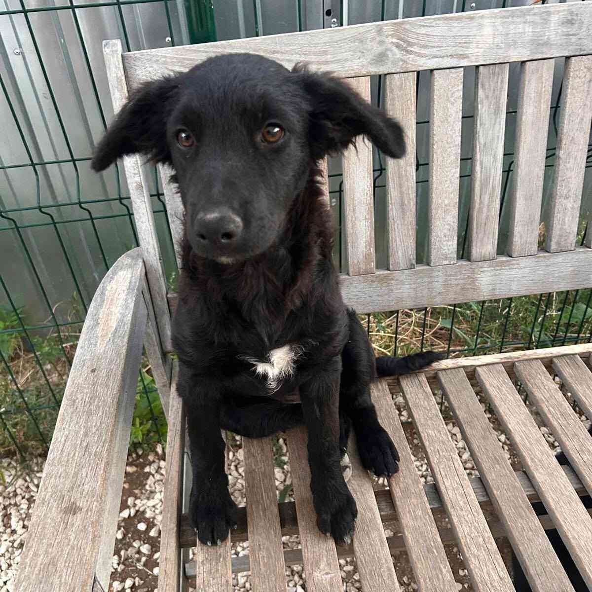Shelter-DiNoah-Hunde-Vermittlung-Tami_17